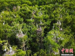 “鷺島”為家：蒼鷺的東北安家之旅